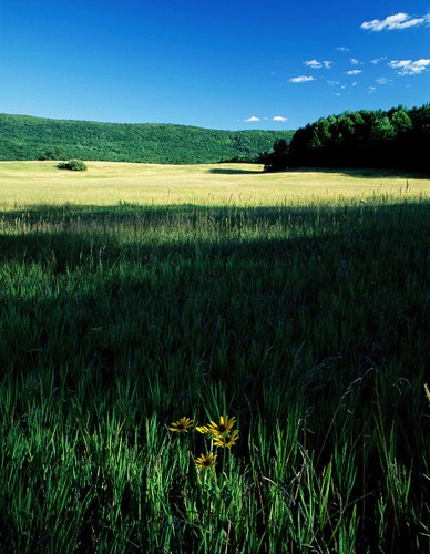 Black-Eyed Susans, Walpack Valley,  Delaware Water Gap, Sussex County, NJ,(MF).jpg